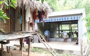 Nghệ An: Xây chuồng bò hơn 200 triệu đồng/chiếc, người dân ở nhà tranh