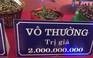 Dạo quanh một vòng chợ hoa lan, chàng trai giúp dân tình mở mang tầm mắt với màn "bóc giá" các loại lan hàng tỷ đồng