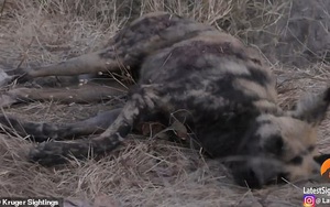 Chó hoang châu Phi giả chết để thoát khỏi móng vuốt sư tử