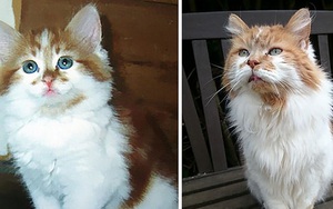 Mèo già nhất thế giới qua đời ở tuổi 31