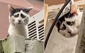 Mèo nổi tiếng vì mặt khổ như sắp bị đuổi việc đến nơi
