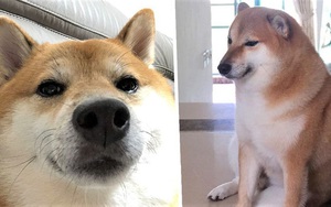 Sự thật về chó shiba béo mầm bị cả thế giới chế ảnh cười cợt