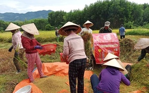 Cả nhà đi cách ly, hàng xóm bảo nhau giúp gặt lúa, phơi thóc