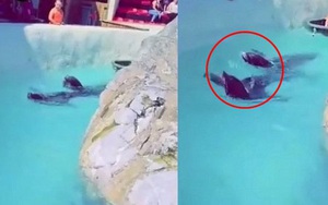 Đoạn clip quay 2 chú hải cẩu bơi quanh hồ nhưng món đồ trên cổ chúng lại gây chú ý và khiến hàng nghìn dân mạng 'nóng máu'
