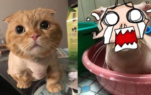 Đang yên đang lành bị đem ra "làm lông", bộ dạng sau đó của mèo khiến dân tình sửng sốt: Cái râu cái tóc là góc con mèo!