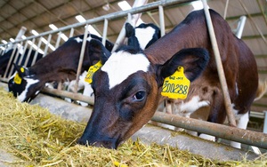 Sau 2 năm tiếp quản trang trại từ Hoàng Anh Gia Lai, NutiFood đã làm gì để xóa đi lời chê bai "DN sản xuất sữa nhưng không sở hữu con bò sữa nào"?