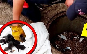 Giải cứu 8 chú chó nhỏ bị mắc kẹt dưới cống nhưng khi đưa đến bác sĩ thú y, mọi người mới tá hỏa khi biết chúng không phải là chó con