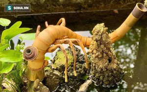 Quá đam mê điếu cày, “dân chơi” Thái Nguyên “nghiện” luôn thuốc lào và làm bộ sưu tập điếu giá vài trăm triệu