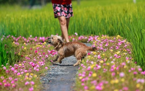 [Ảnh] Con đường hoa mười giờ len lỏi giữa đồng lúa xanh đẹp như tranh ở Sài Gòn