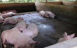 ​Giá thành chăn nuôi lợn hiện khoảng 50.000 - 71.000 đồng/kg