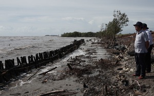 Mùa mưa bão, đê biển Tây Cà Mau đặt trong tình huống khẩn cấp