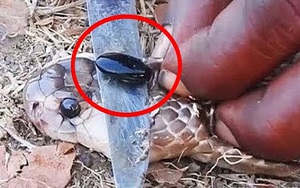 Sự thật về "viên ngọc" kỳ lạ trên đầu rắn hổ mang chúa có thể cứu mạng người, thực sự kỳ diệu như dân gian truyền miệng?