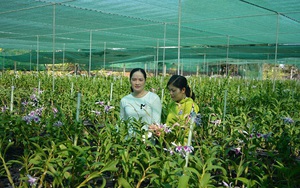 Long An: Trồng phong lan trên đất… nuôi tôm, nhiều nhà thu tiền tỷ, làng thành trù phú