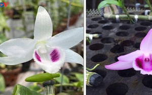 Cảnh báo người mua về “trái đắng” từ lan đột biến giá tiền tỉ