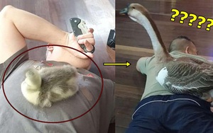 Chàng trai chia sẻ hình ảnh "pet cưng" theo mình từ nhỏ, giật mình khi bị soi ra đấy là loài ngỗng hiếm nhất Việt Nam