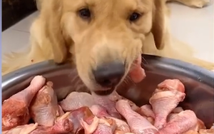 Hàng loạt người chủ ép thú cưng quay mukbang, ăn đùi gà sống, lòng bò sống vì mục đích nổi tiếng khiến dư luận phẫn nộ