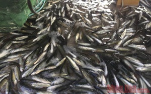 Đặc sản mùa nước nổi đã xuất hiện ở An Giang