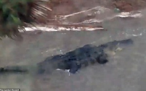 Cá sấu bơi lúc nhúc trên... đường phố ở Mỹ