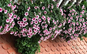 Ban công nhà bạn quanh năm sẽ rực rỡ sắc màu nhờ trồng 8 loại hoa này