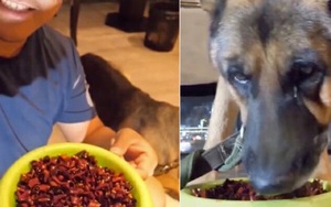 Chú chó giàn giụa nước mắt vì bị chủ bắt ăn ớt để quay video "đu trend" TikTok: Khi ngược đãi động vật núp bóng video giải trí vô hại