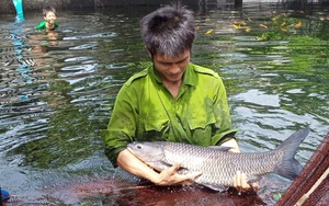 Chàng trai bỏ công việc lương cao về quê nuôi cá "khổng lồ": Không phải ai chán thành phố cũng về quê "nuôi cá và trồng thêm rau" được đâu!