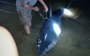 Cá mập xanh khủng, miệng còn dính lưỡi câu dạt vào sông Bến Hải