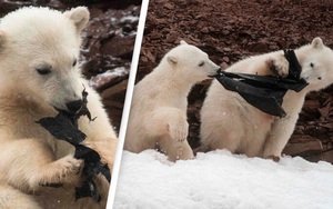 Gấu Bắc Cực đói ăn giành nhau túi nhựa bẩn