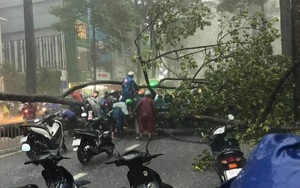 Cây xanh cao 20m bật gốc trong cơn mưa lớn ở Sài Gòn, một người bị đè trúng nhập viện