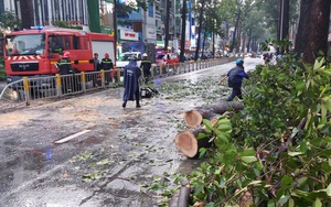 Người chết do cây ngã ở TPHCM, lộ nguyên nhân bất ngờ!