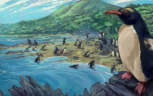 Chim cánh cụt cổ đại cao bằng người từng sống ở lục địa 'mất tích' thứ 8 của Trái Đất