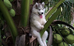 17 khoảnh khắc cho thấy Husky là giống chó ngáo ngơ, lười biếng và không dũng cảm như quảng cáo