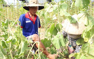 Mất cả 2 tay, ông chủ công ty máy tính khởi nghiệp với nông nghiệp cao