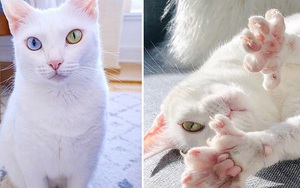 Bị chủ vứt ra đường vì mắt 2 màu và chân có nhiều ngón, cô mèo mắc hội chứng lạ khiến hội yêu động vật thổn thức, đòi nhận nuôi bằng được