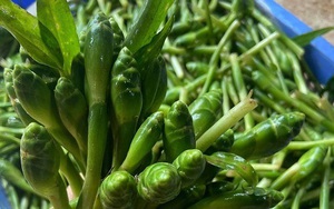Mỗi năm chỉ có 1 mùa, đặc sản hoa gừng vùng cao đắt hàng hút khách sành ăn