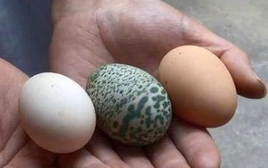 Kỳ lạ: Gà đẻ trứng màu xanh lá cây, có đốm hiếm gặp