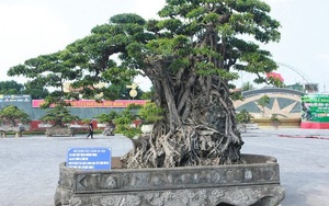 Cận cảnh cây sanh "Mộc thạch nghênh phong" cổ nhất châu Á, đại gia đổi 8 lô đất vẫn không bán