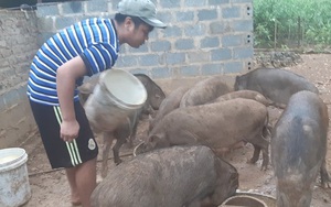 Lợn rừng giá "trên trời" 150.000 đồng/kg mà khách vẫn mua tơi tới, lợn giống cũng "cháy hàng"
