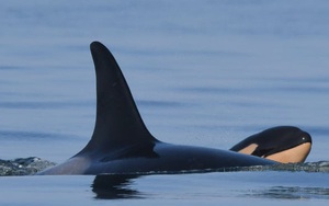 Cá voi sát thủ từng ôm xác con đi khắp đại dương trong suốt 17 ngày đã sinh con mới