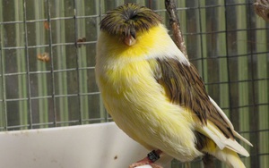 Gloster Canary: Loài chim kỳ lạ sở hữu 'quả đầu moi' cực chất