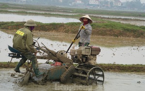 Người dân xuống ruộng làm mùa giữa trời rét 'cắt da, cắt thịt'