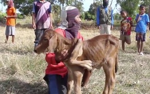 Chú bê đột biến với 5 chân ra đời, dân làng liên tục mơ thấy các con số trúng thưởng