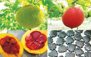 3 loại hạt làm thuốc và công dụng chữa bệnh