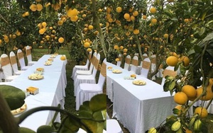 Đám cưới trong vườn cam sai trĩu quả khiến dân mạng trầm trồ nhưng vẫn lo ngại một nguy cơ