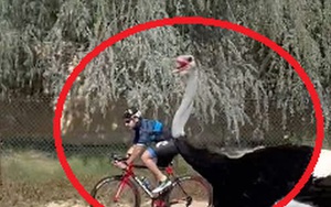 Thái tử đẹp nhất Dubai 'gây bão' MXH khi đạp xe chạy đua với chim đà điểu khổng lồ, kết quả là 'người tám lạng, kẻ nửa cân'