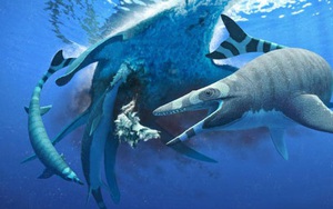Sinh vật chưa từng thấy trên thế giới: Khủng long trá hình cá mập
