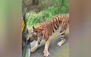 Video: Hổ cố "ăn thịt" xe hơi một cách khó hiểu