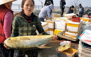 Trúng đậm mẻ cá chim vàng, một đêm ngư dân thu về hơn nửa tỷ đồng
