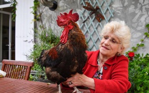 Quốc gia châu Âu ban hành luật cho gà có quyền gáy, bò được kêu