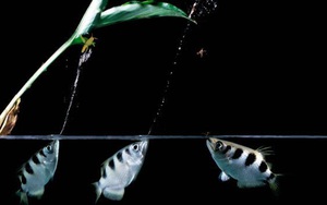 Cận cảnh 'cung thủ' dưới nước săn mồi cực đỉnh