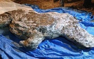 Tìm thấy xác tê giác còn nguyên ruột hàng vạn tuổi